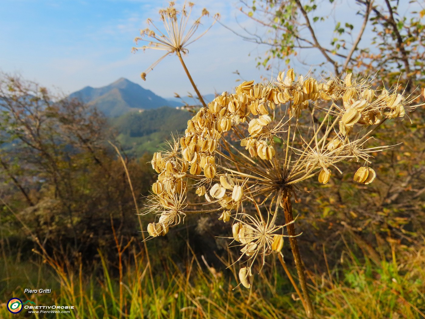 08 Heracleum sphondylium (Panace) con vista verso il Monte Gioco.JPG